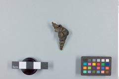 Foto (Seitenansicht) von buddistisches Amulett 2 (NHMW-ZOO-MO-0081100-ETH-114)
